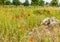 Poppy, red Poppy, Papaver, flowering in natural environment