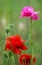 poppy . red poppy. Some poppies on green field in sunny day