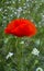 poppy . red poppy. Some poppies on green field in sunny day