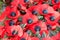 Poppy remembrance anzac day world war 1.