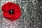 Poppy, representing Anzac or Remembrance Day, on a shiny background with copy space