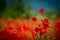 Poppy`s field in summertime , close up with blue blurry background