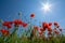 Poppy`s field in summertime , close up with clear blue sky background