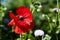 Poppy seed. Anzac Day. poppy seeds to relieve pain. summer nature beauty. red poppy flower. Lest We forget. Poppy. symbol