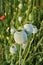 Poppy seed capsules