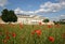 Poppy seed field in frint of the Fridericianum in