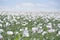 Poppy seed field plantation blossoming