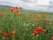 Poppy seed field under large clouds