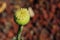 Poppy seed pod after flower petals have dried and fallen.