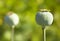 Poppy Seed Pods