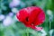 Poppy seeds contain morphine and codeine. drugs. symbol of sleep, peace, and death. opium flower. red poppy flower. beauty of