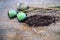 Poppy stems with seeds on wooden background