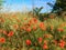 Poppy Thicket in the Sun