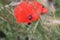 Poppy thorny stem. Red flower. Seed head. Greenery in background.