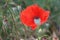 Poppy thorny stem. Red petals. Poppy seed head. Green background.