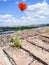 Poppy on the wall of ancient structures on the territory of the Nitra castle