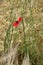 Poppy in a wheat field