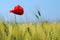 Poppy in a wheat field