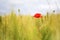 Poppy in the wheat field