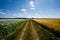 Poppy and wheat fields separated by a dirt track.