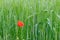 Poppy in wheat seedling field