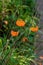 Poppy wild orange colour flowers against green foliage