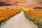 Poppy Wildflower Path Super Bloom with Sunset Sky