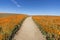 Poppy Wildflower Super Bloom Inviting Trail