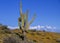 Poppy Wildflowers in the Arizona Desert With Cactus