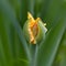 Poppy yellow bud