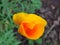 Poppy yellow garden flowers. California Poppy. Orange yellow flower closeup on blurred background.