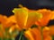 Poppy yellow garden flowers. California Poppy. Orange yellow flower closeup on blurred background.