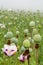 Poppyhead green field