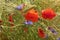 Poppys and cornflowers in the grain field