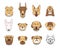 Popular breeds of dogs. 12 linear colorful icons on white