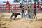 Popular bullfights (Toros de Pueblo)