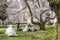 Popular cherry blossoms photography spot at the UW campus in Seattle