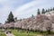 Popular cherry blossoms photography spot at the UW campus in Seattle