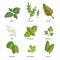 Popular culinary herbs set. Basil leaves, arugula, chard, dill, oregano, parsley, spinach, corn salad, sorrel. Vector simple desig