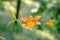 Popular daylily orange flower on natural green background