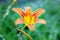 Popular daylily orange flower on natural green background