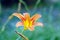 Popular daylily orange flower on natural green background