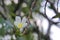 Popular, delicate, white and yellow Plumeria flower growing in a beautiful blurred `bokeh` Thai garden.