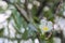 Popular, delicate, white and yellow Plumeria flower growing in a beautiful blurred `bokeh` Thai garden.