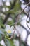 Popular, delicate, white and yellow Plumeria flower growing in a beautiful blurred `bokeh` Thai garden.