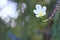 Popular, delicate, white and yellow Plumeria flower growing in a beautiful blurred `bokeh` Thai garden.