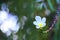 Popular, delicate, white and yellow Plumeria flower growing in a beautiful blurred `bokeh` Thai garden.