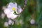 Popular, delicate, white and yellow Plumeria flower growing in a beautiful blurred `bokeh` Thai garden.