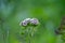 A popular fragrant biennial garden plant, Sweet William or Dianthus barbatus. Selective focus, closeup