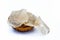 Popular Indian and Asian crispy snack dish i.e. Raw uncooked Papad or rice flour papadum in  a hamper isolated on white.